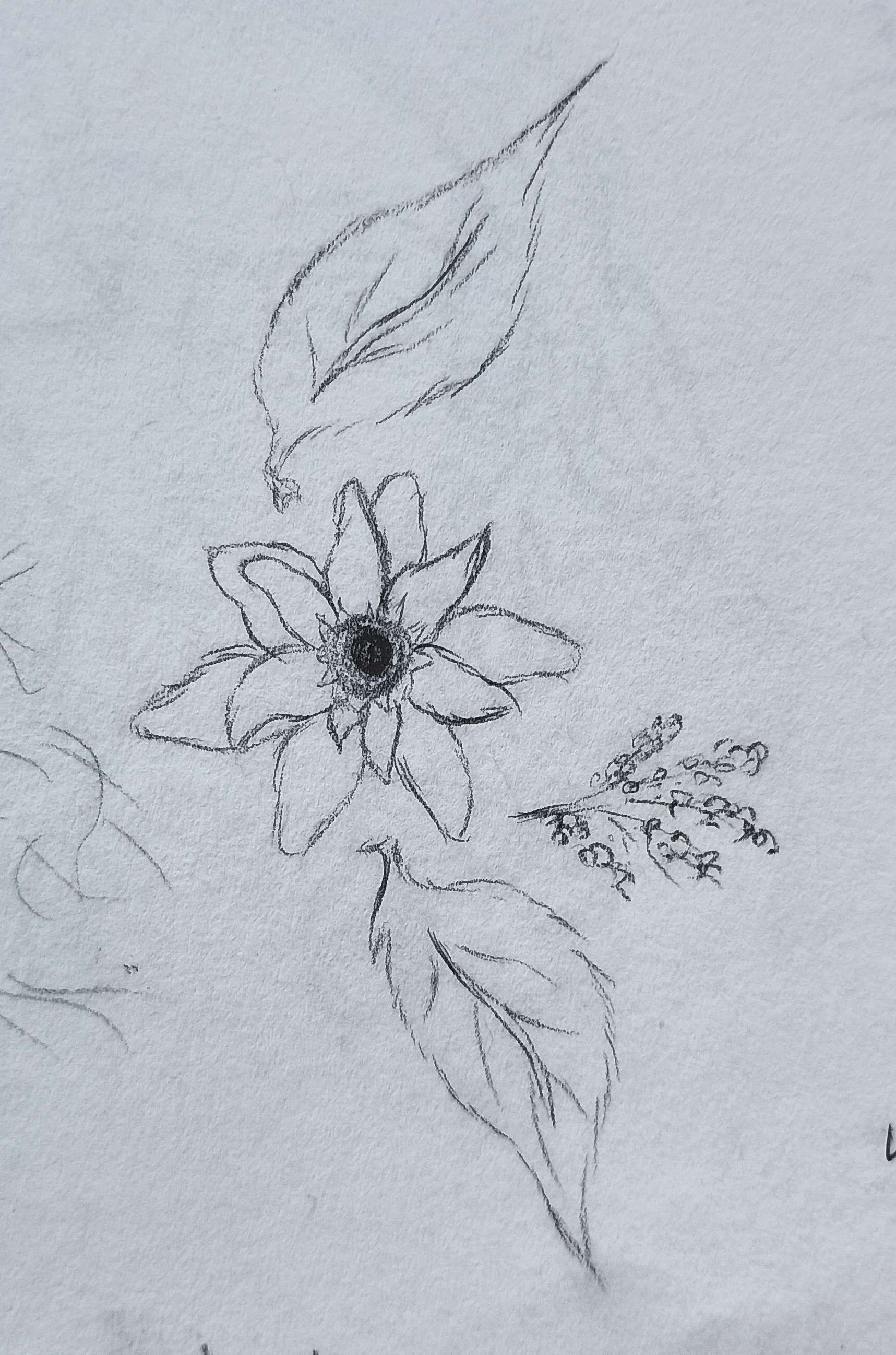 Leaf and Flower-Pencil
